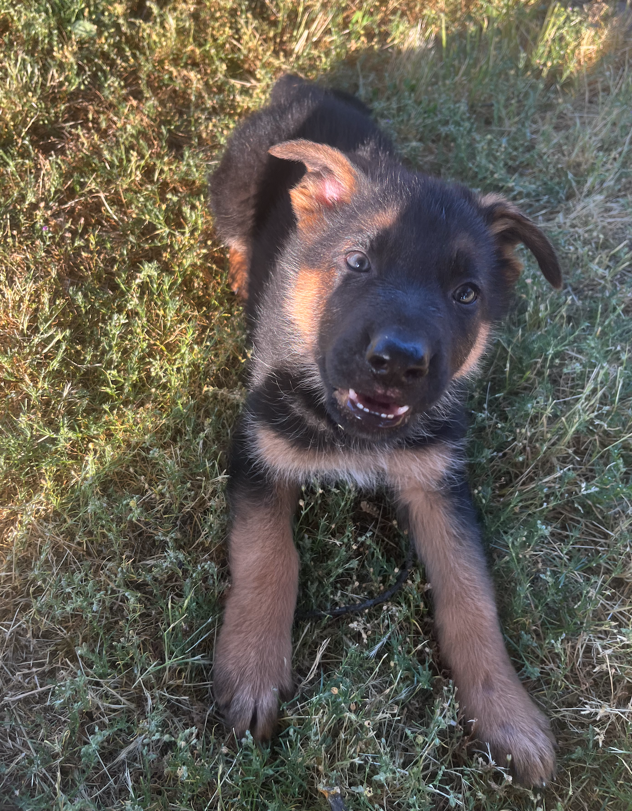 Puppy Thumbnail